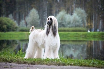 阿富汗猎犬 