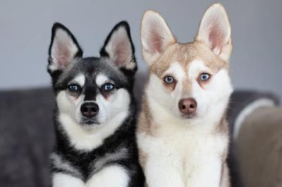 阿拉斯加克利凯犬