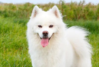 美国爱斯基摩犬 