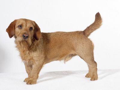 布列塔尼矮腿猎犬