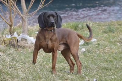 巴伐利亚山地猎犬