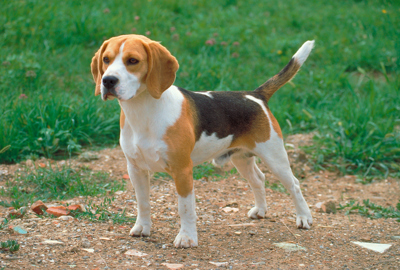 比格犬