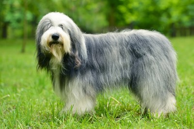 长须柯利牧羊犬