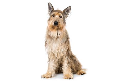 皮卡第牧羊犬