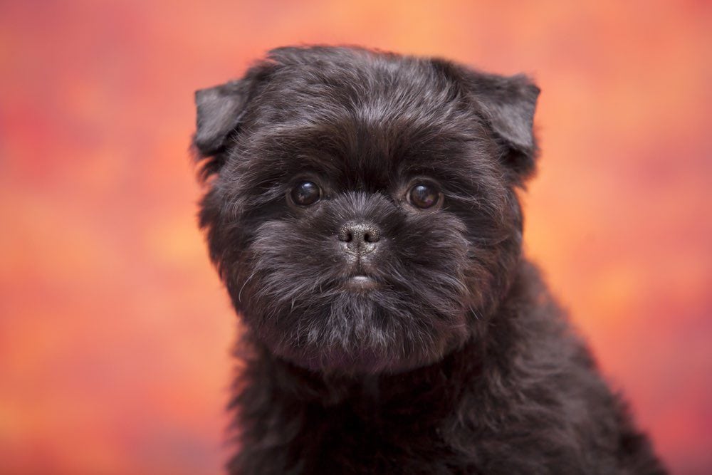 Puppies