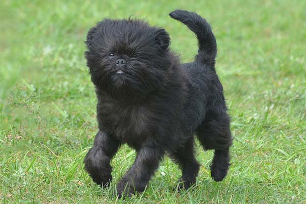 Puppies