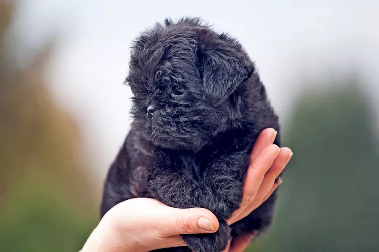 Puppies