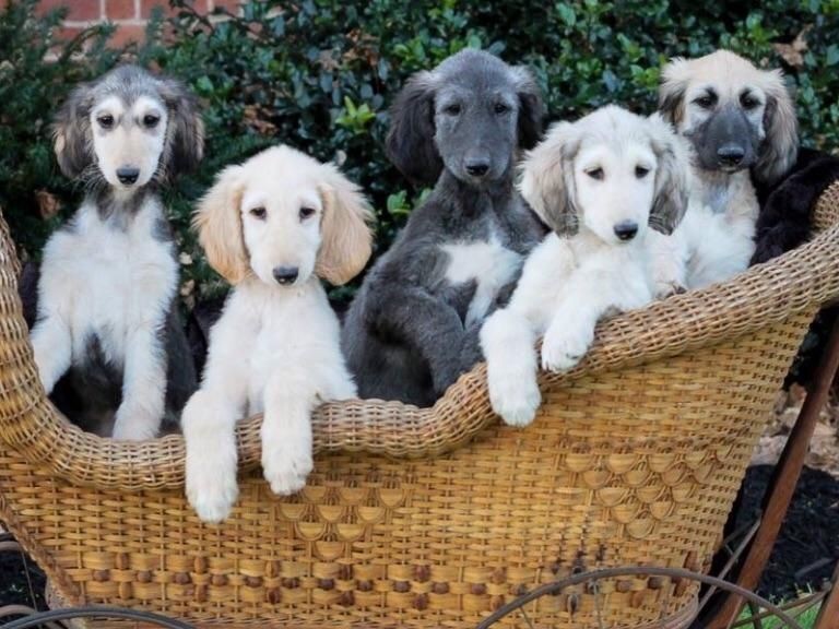 Puppies