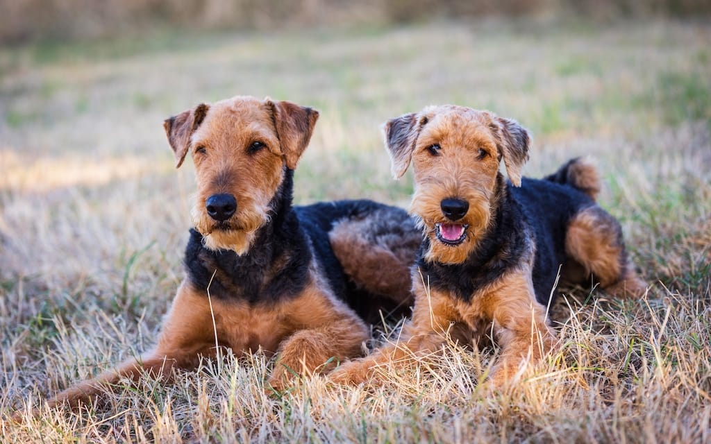 Puppies