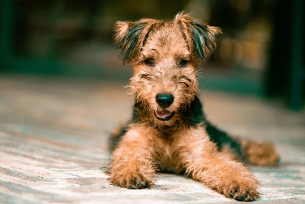 Puppies