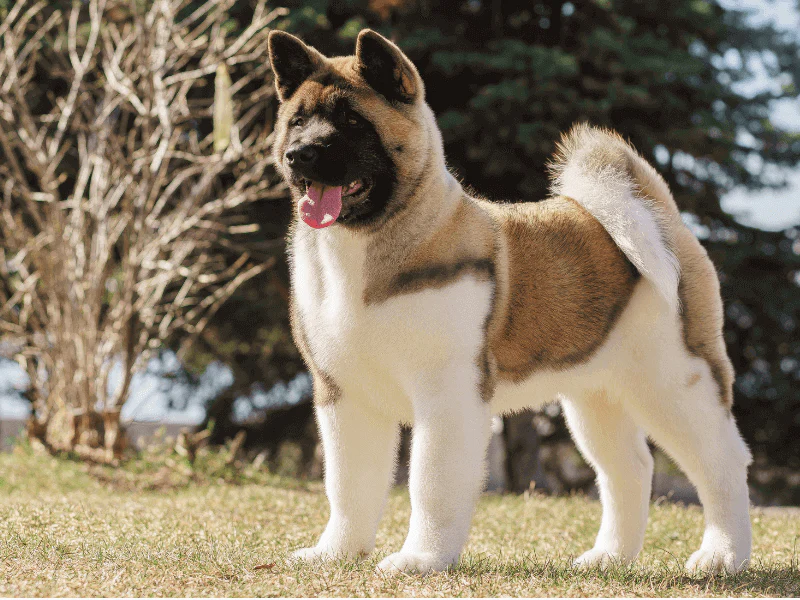 Puppies