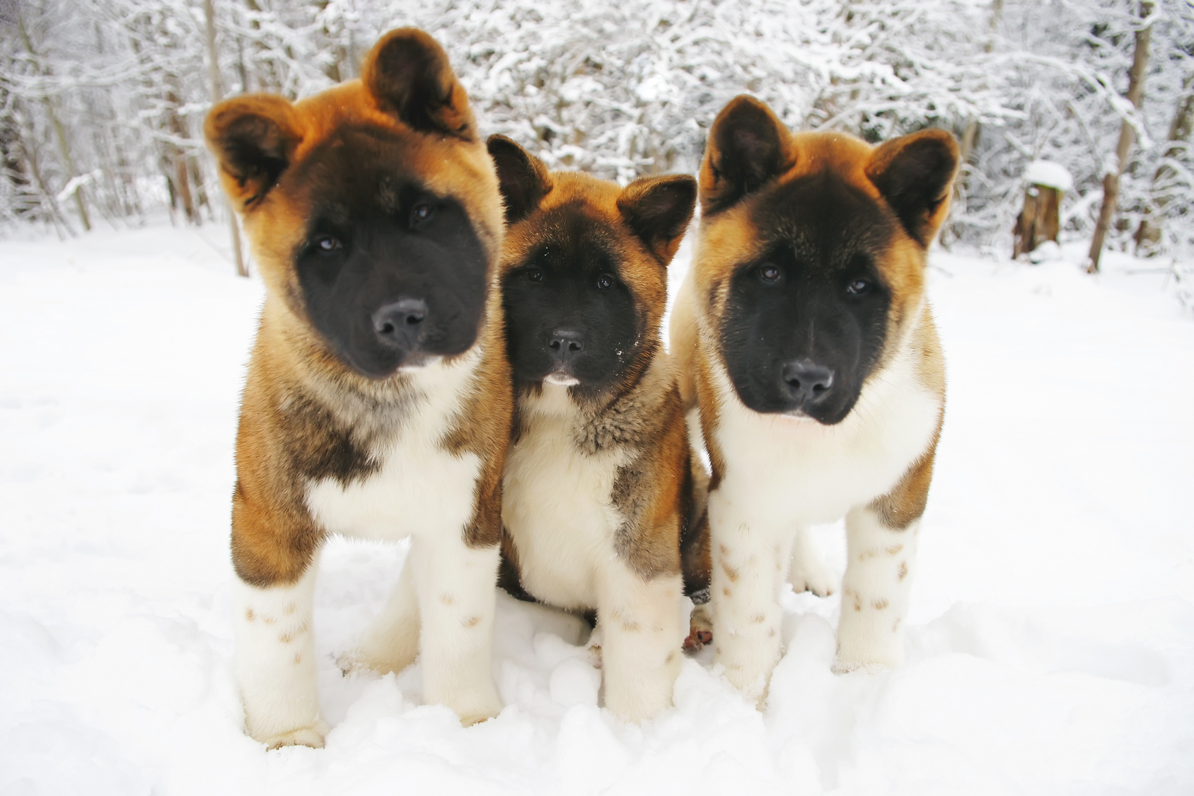 Puppies