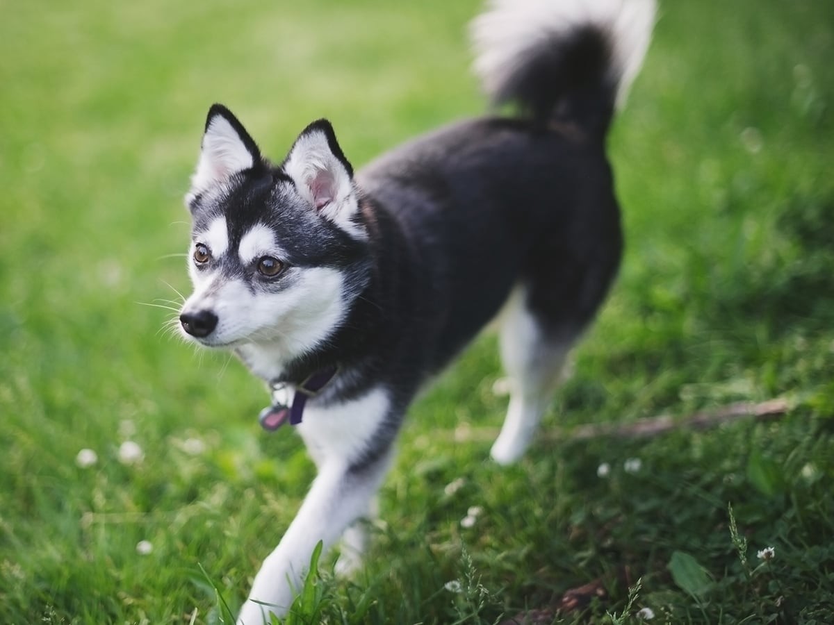 Puppies