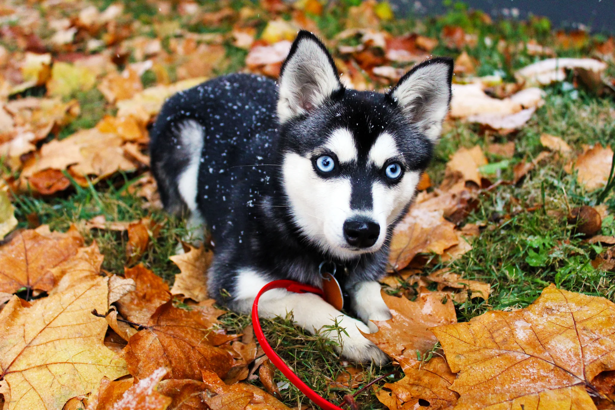 Puppies