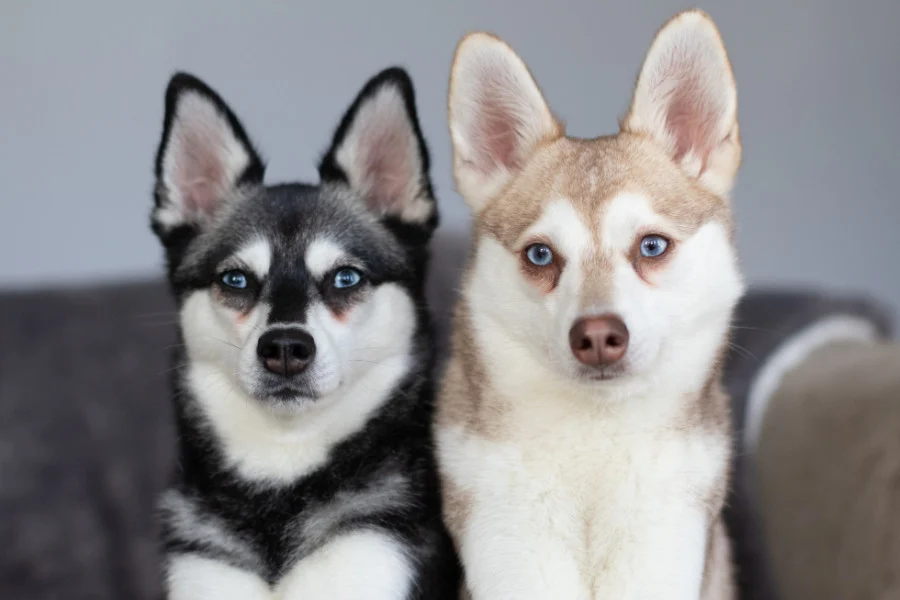 Puppies