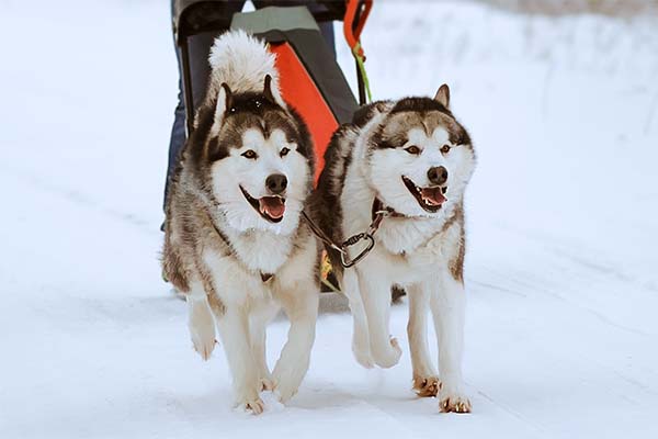 Puppies
