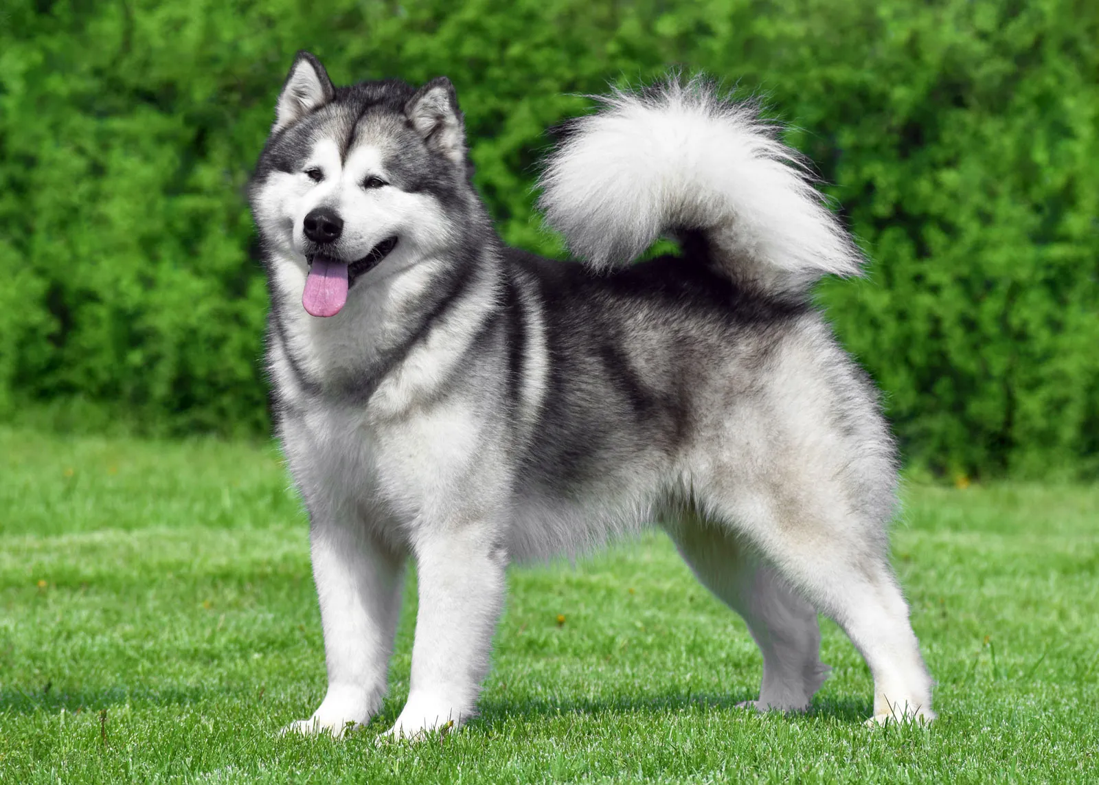 Puppies