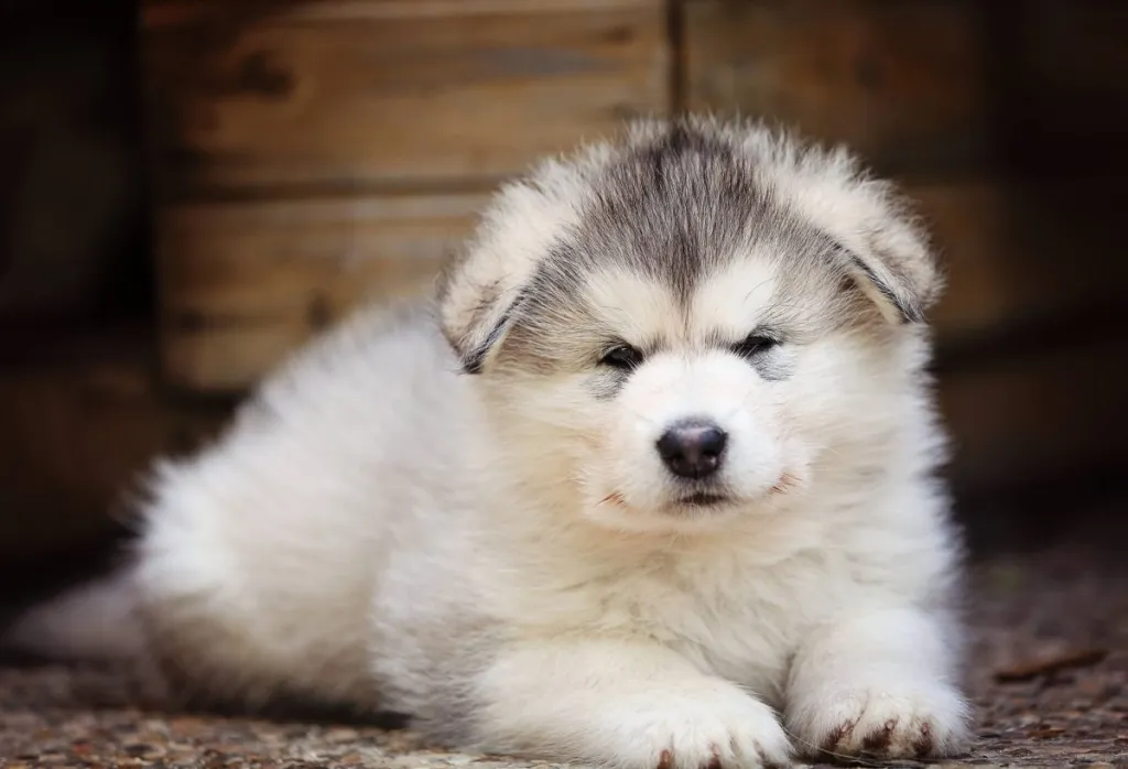 Puppies
