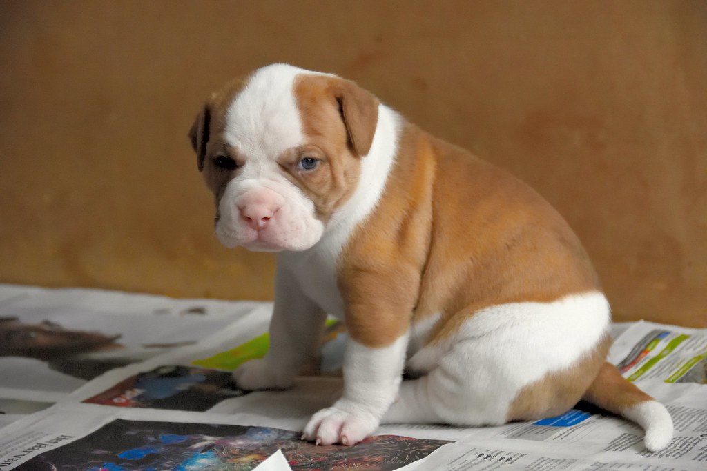 Puppies