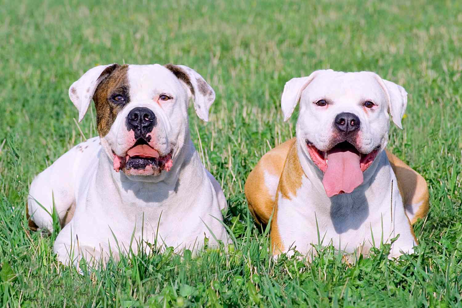 Puppies