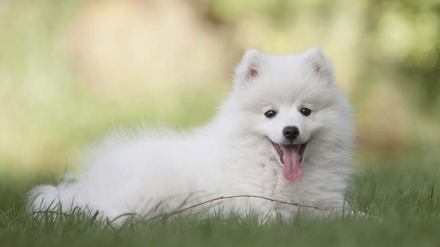 Puppies