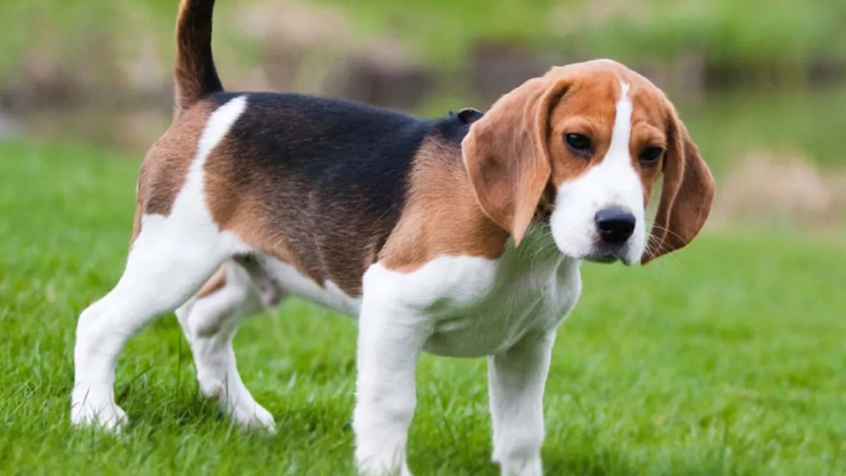 Puppies