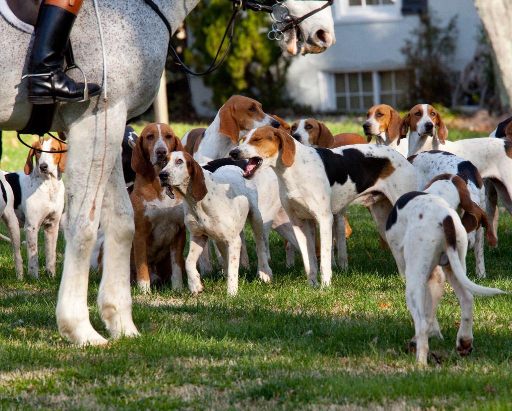 Puppies