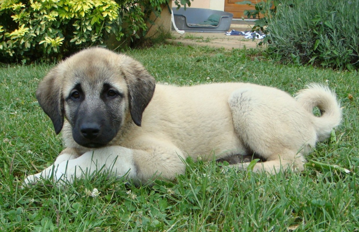 Puppies