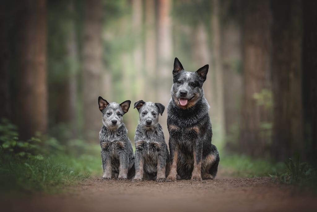 Puppies
