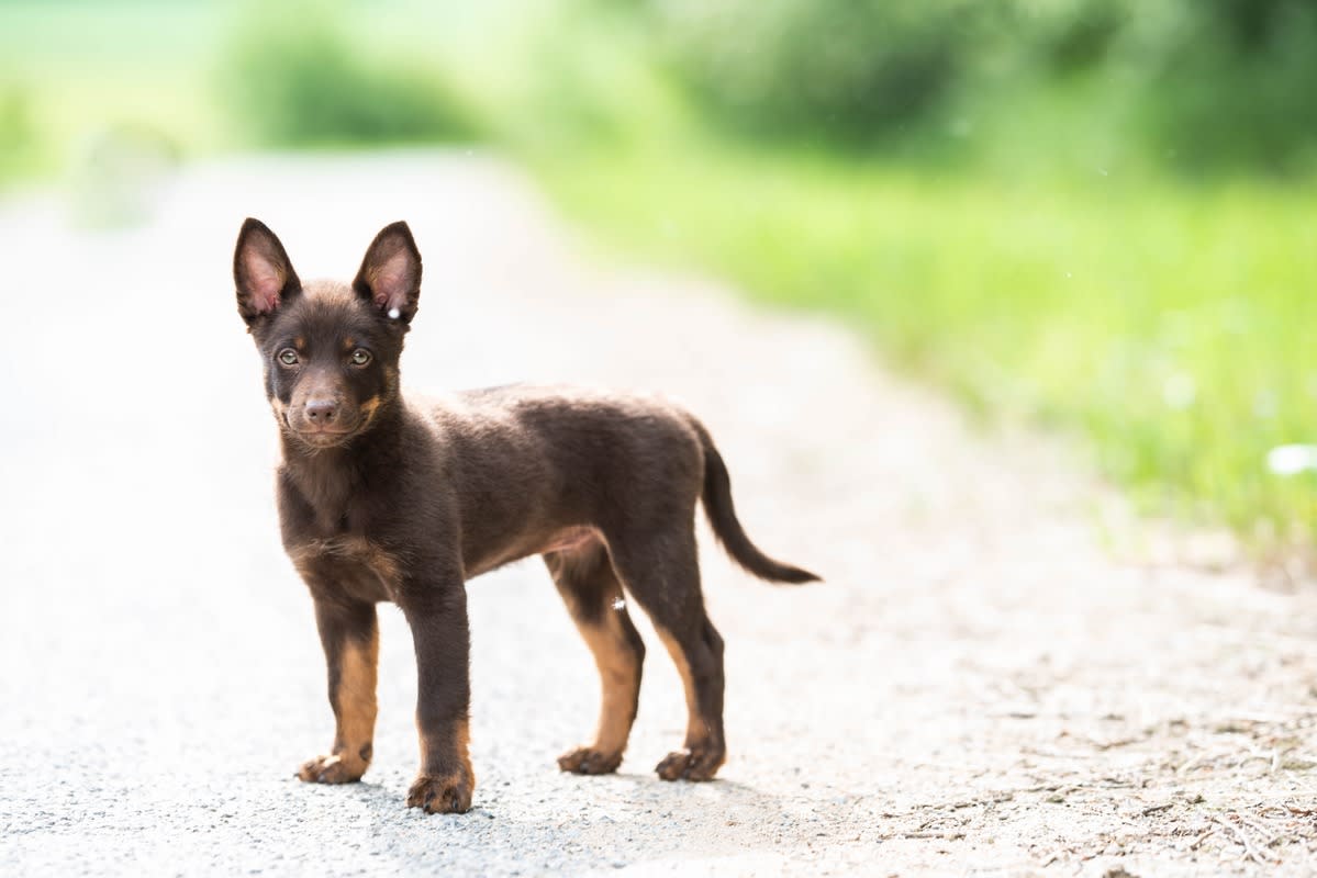 Puppies