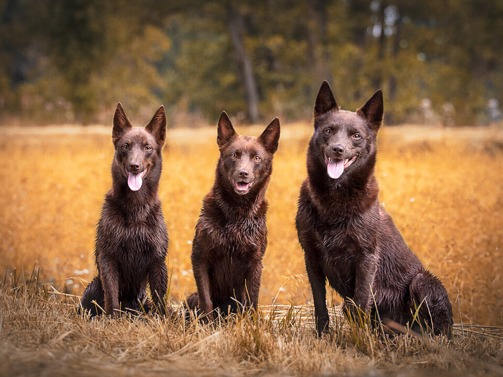 Puppies