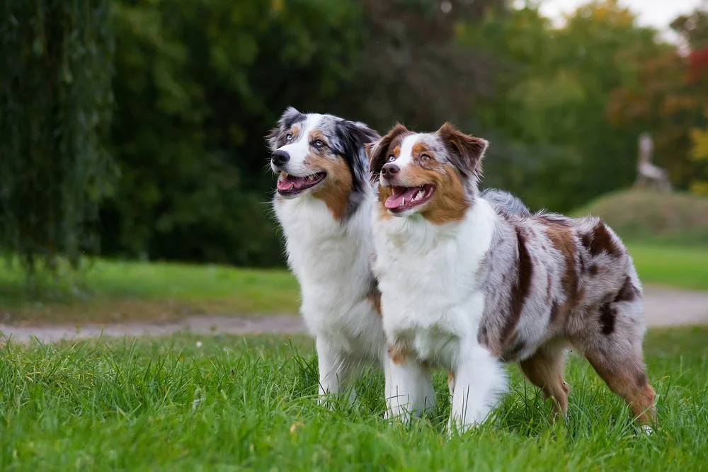 Puppies