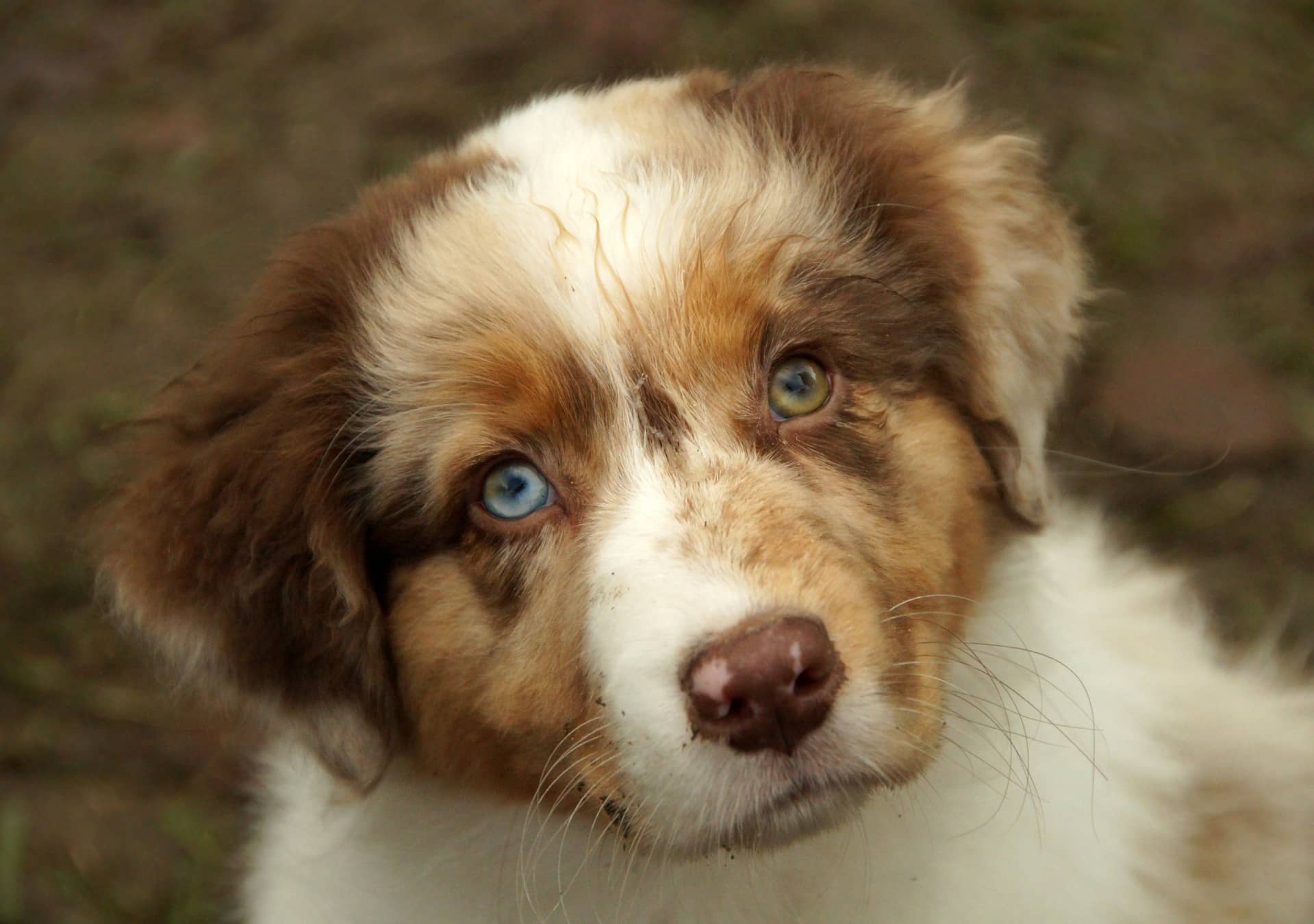 Puppies