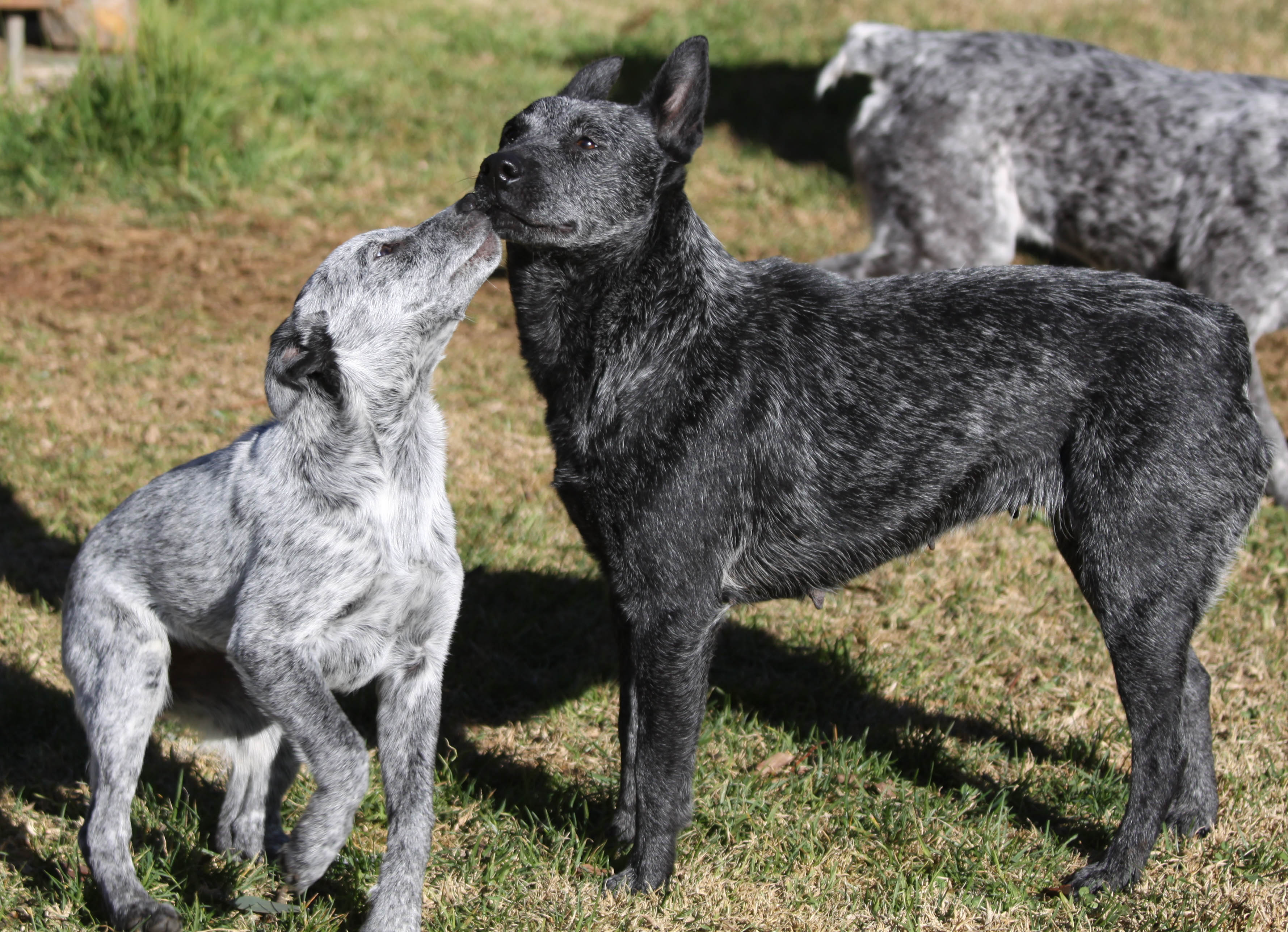 Puppies