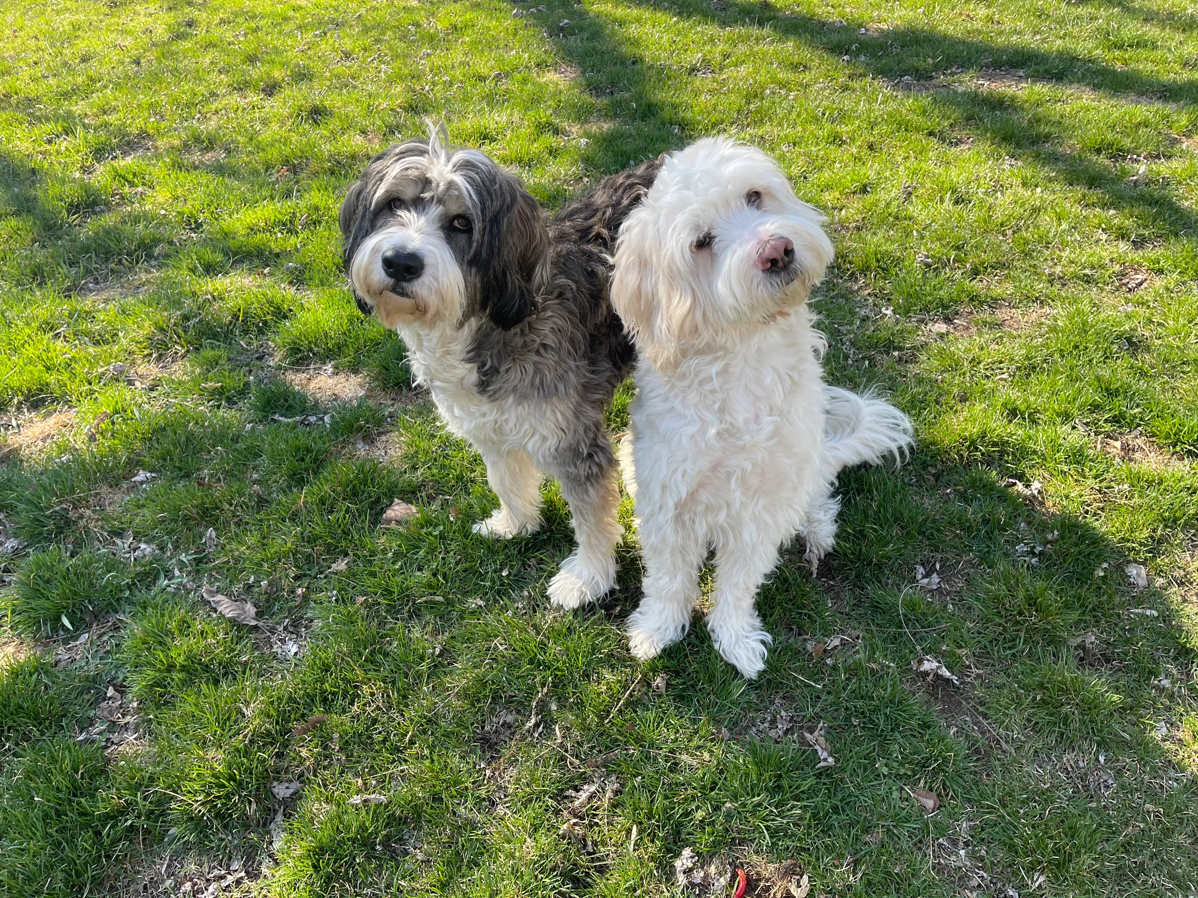 Puppies