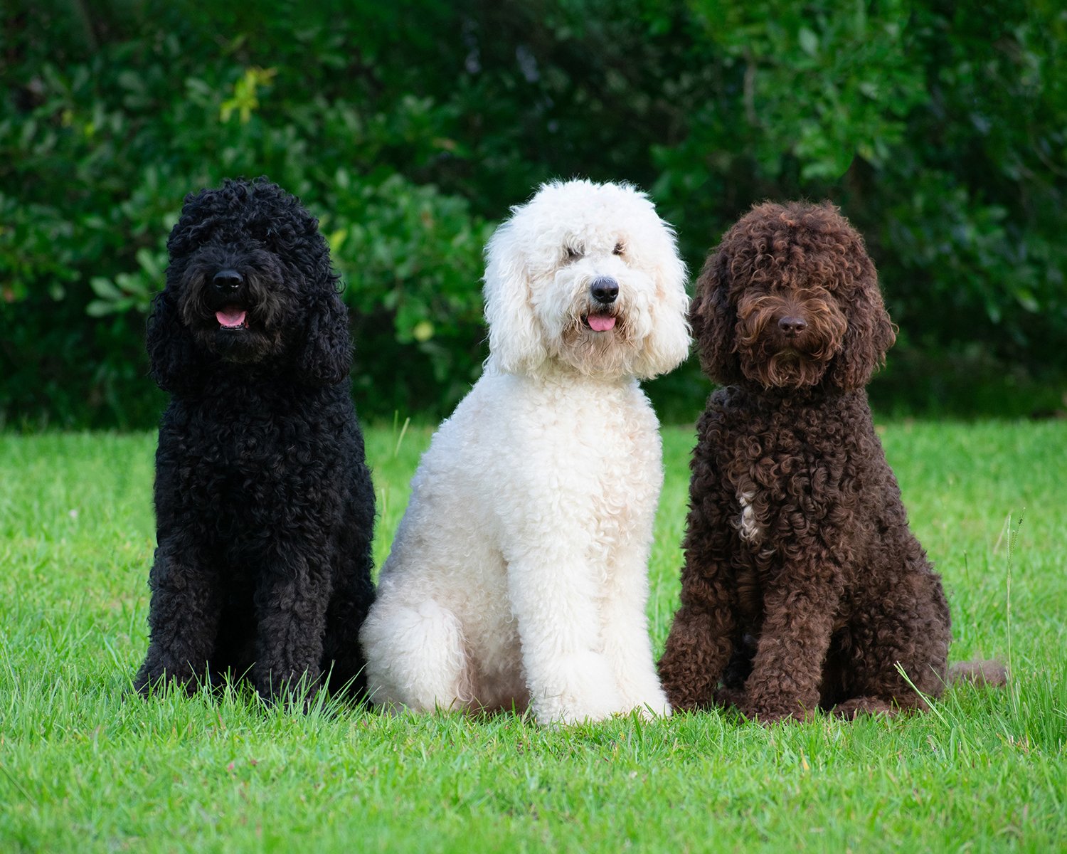 Puppies
