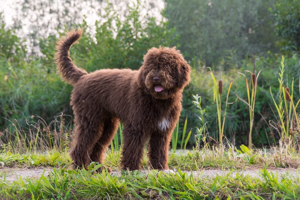 Puppies