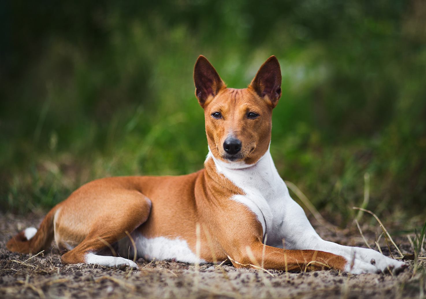 Puppies