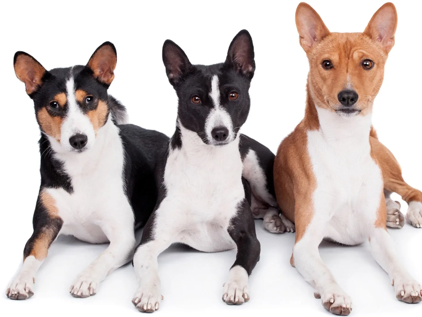 Puppies