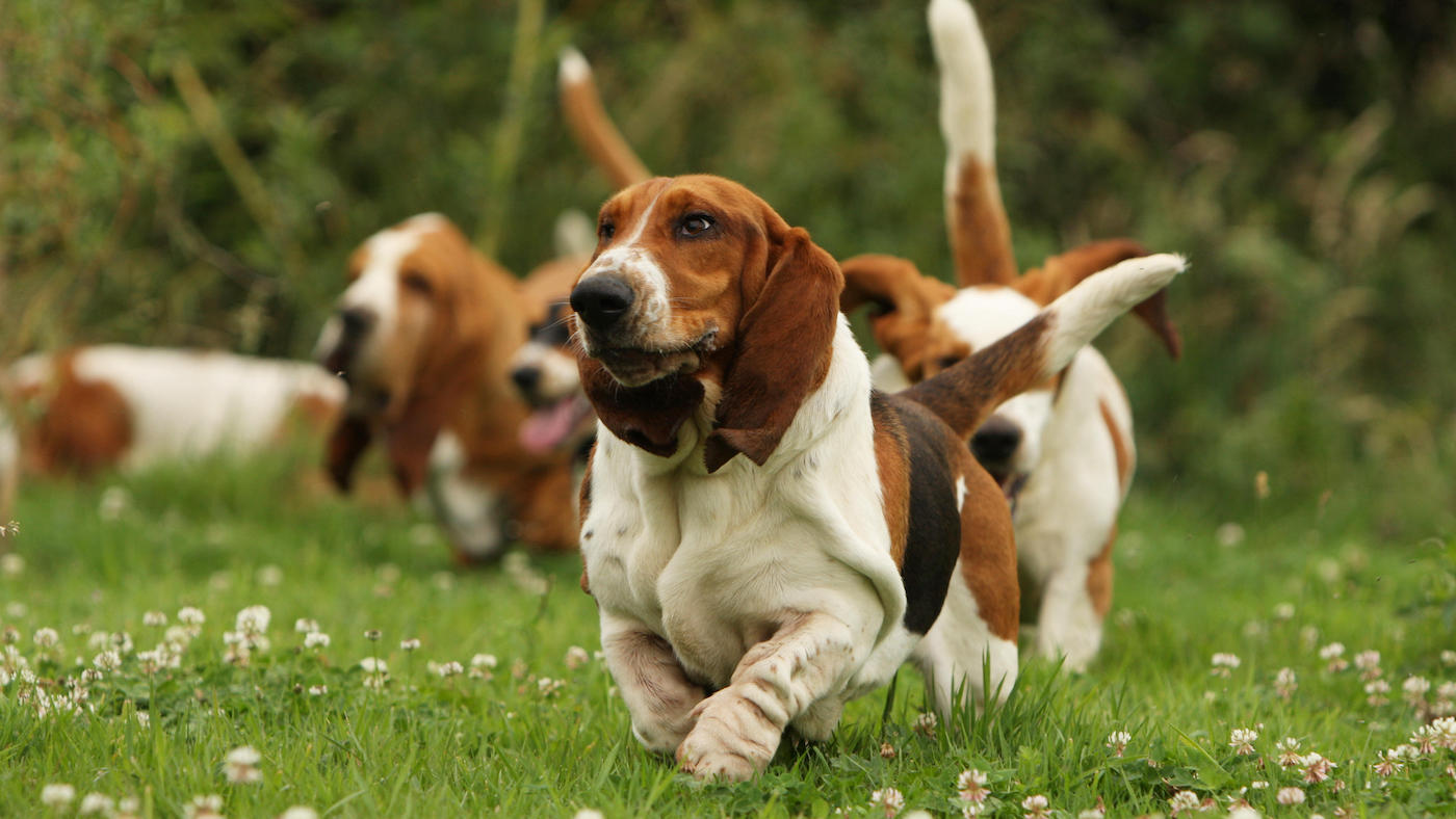 Puppies