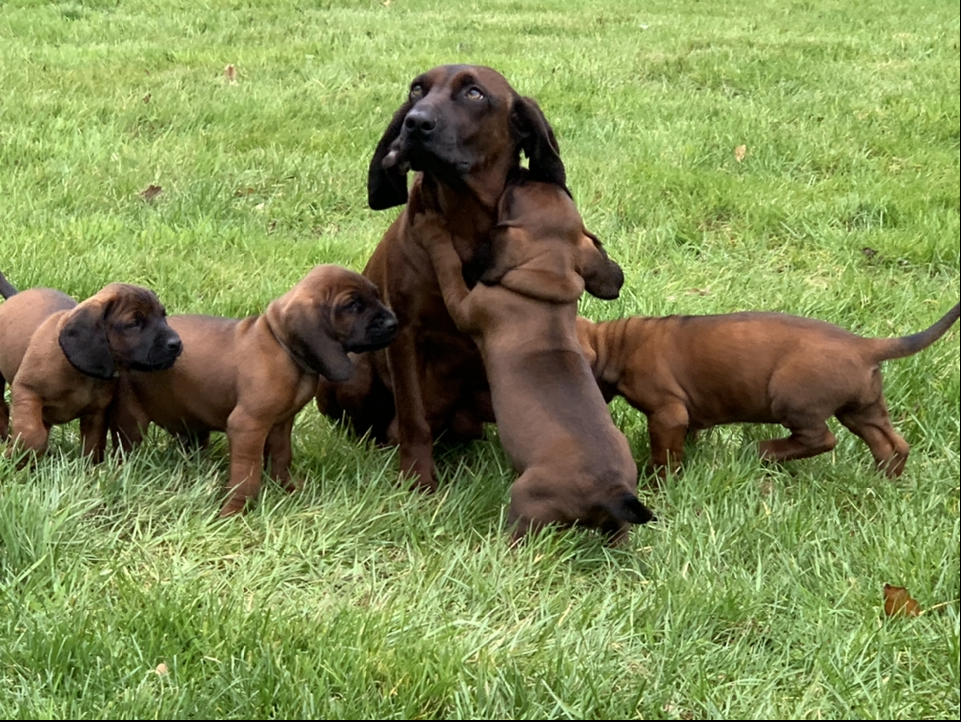 Puppies