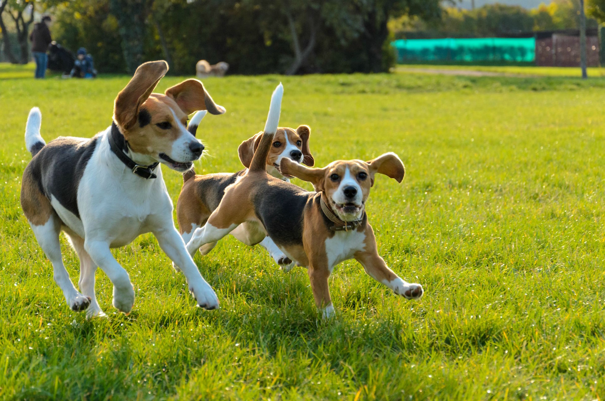 Puppies