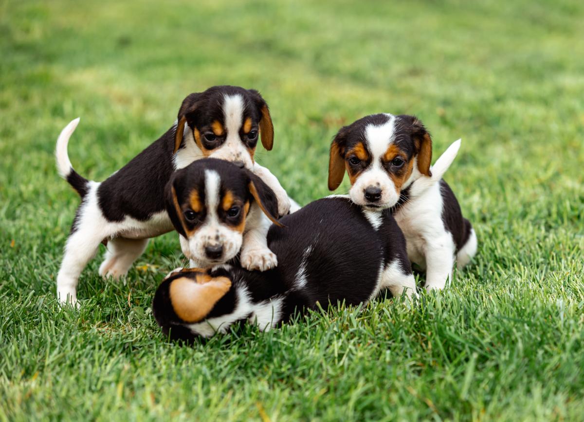 Puppies