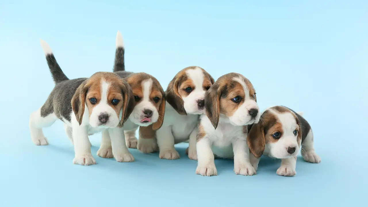 Puppies