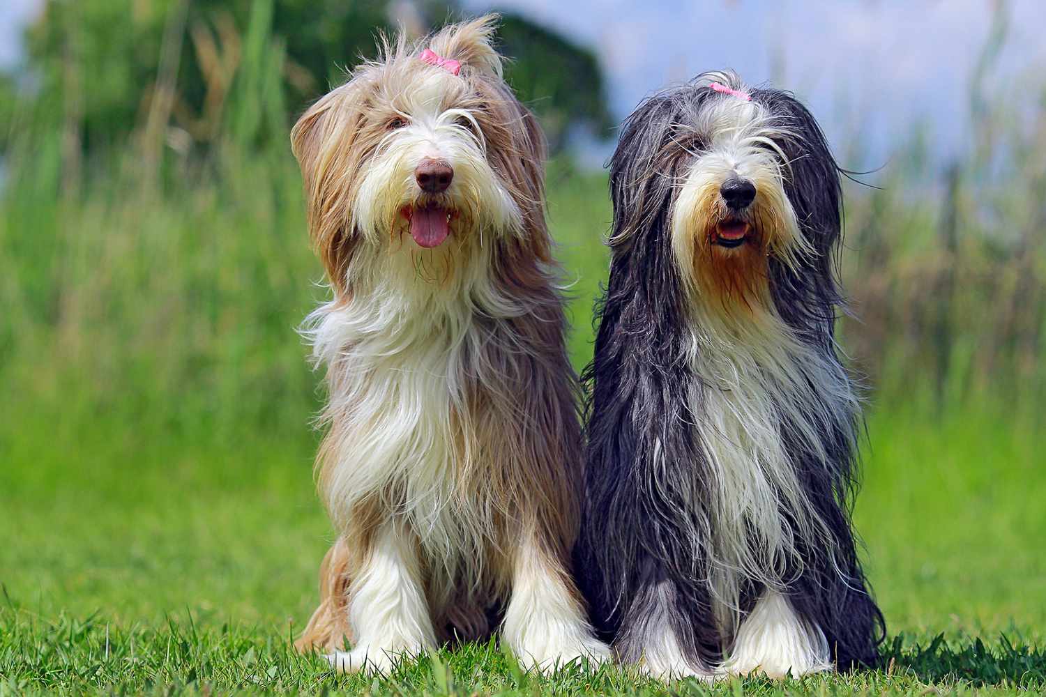 Puppies