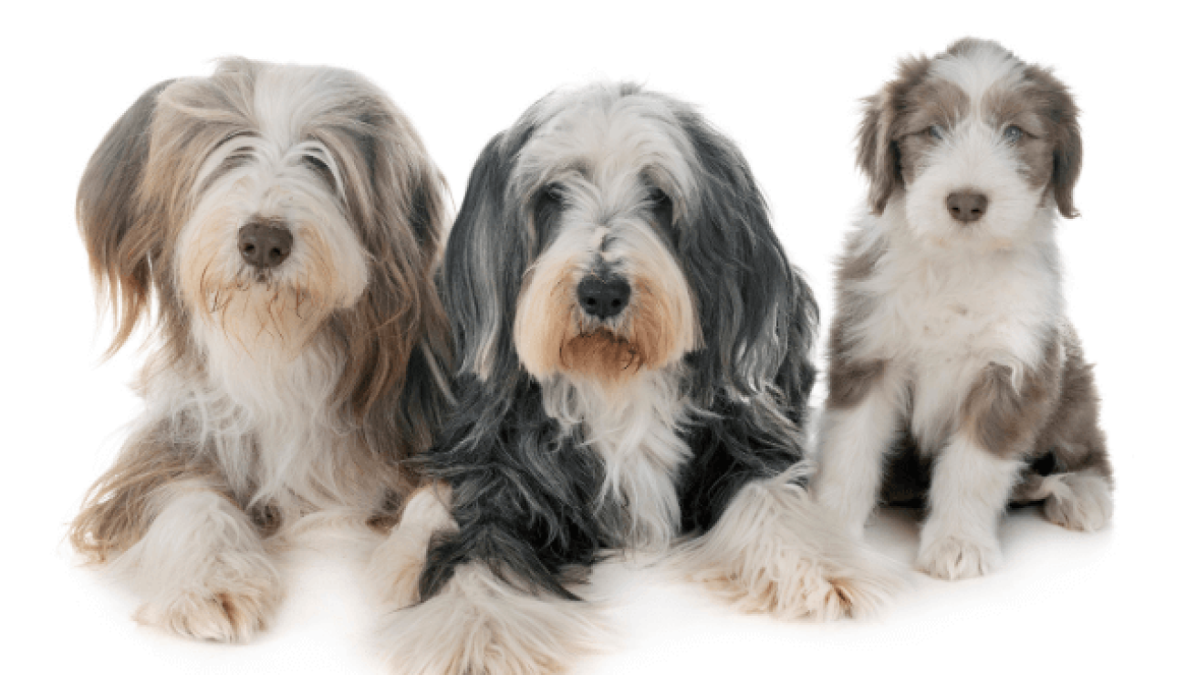 Puppies