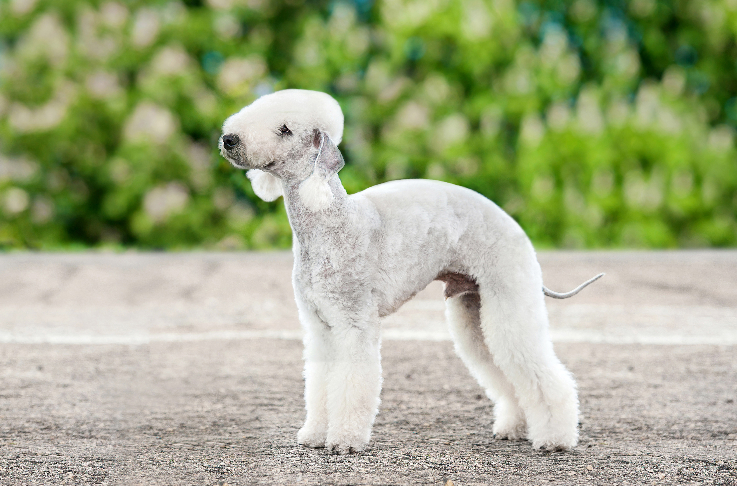 Puppies