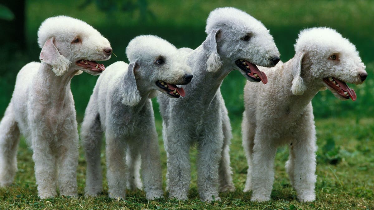 Puppies