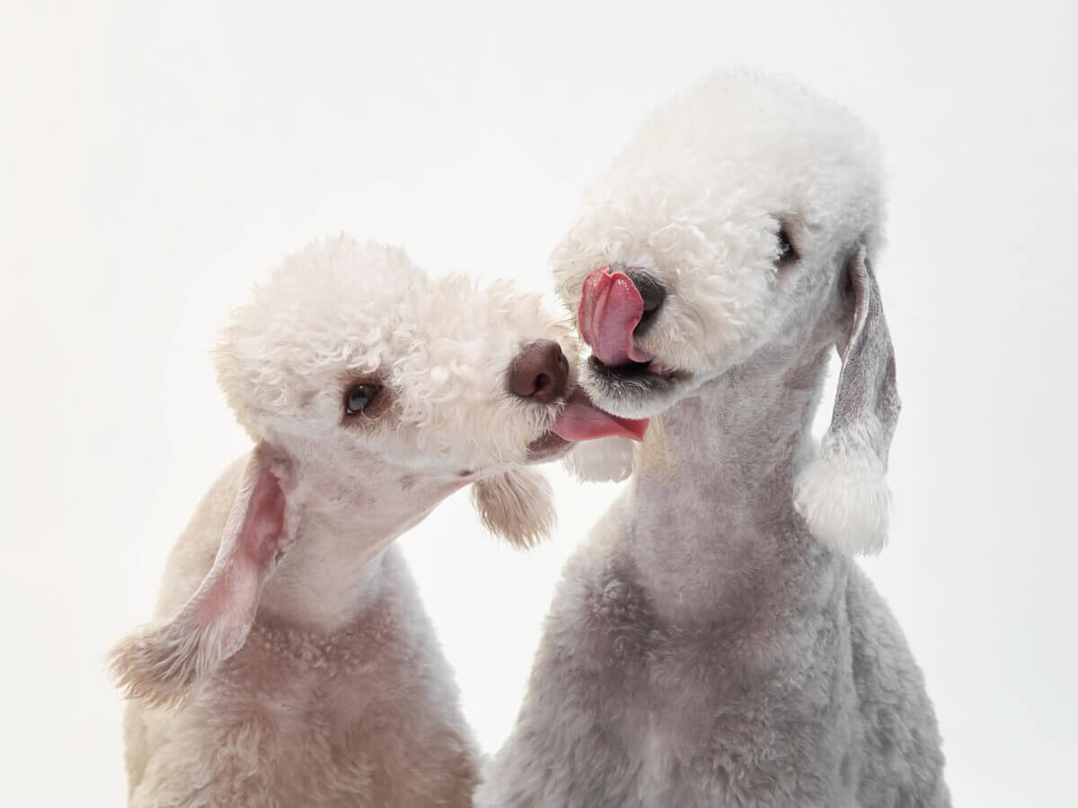 Puppies