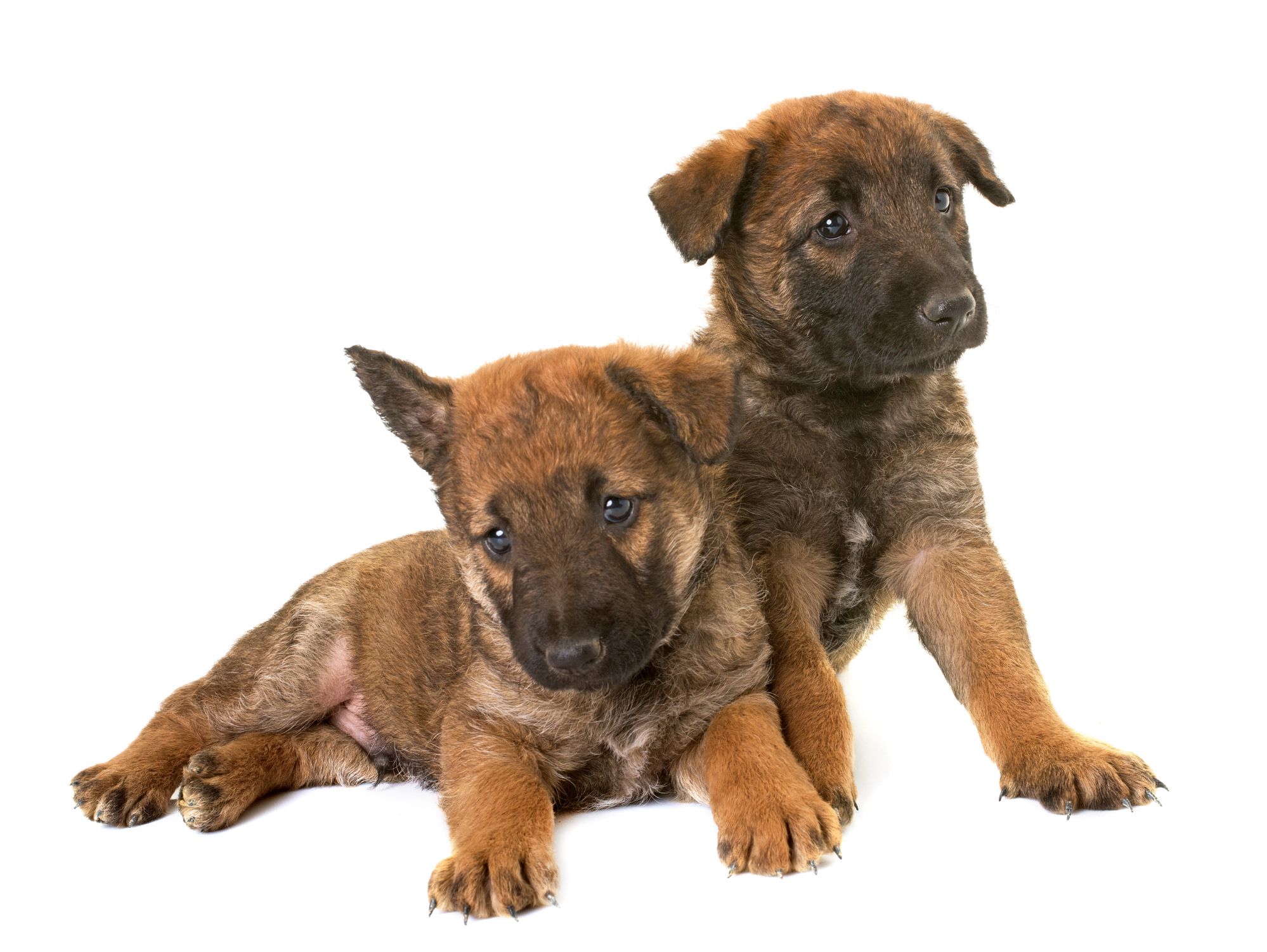 Puppies